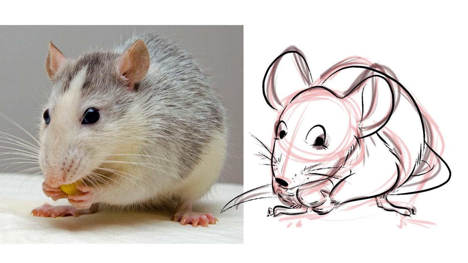 My Cuddly Eating Mouse / Pet Rat! - image 3 - student project