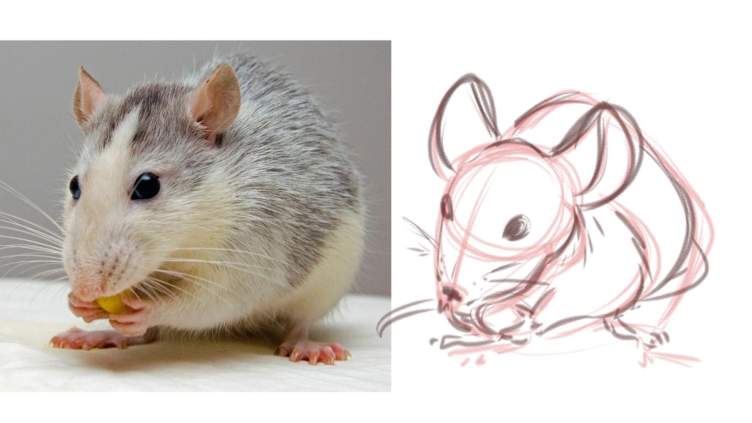 My Cuddly Eating Mouse / Pet Rat! - image 2 - student project