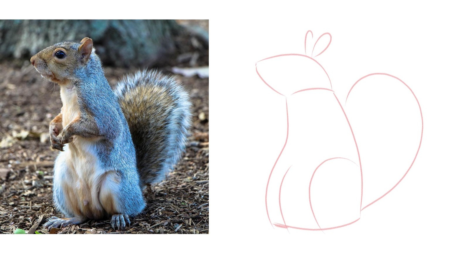 My Cute Little Squirrel! - image 2 - student project