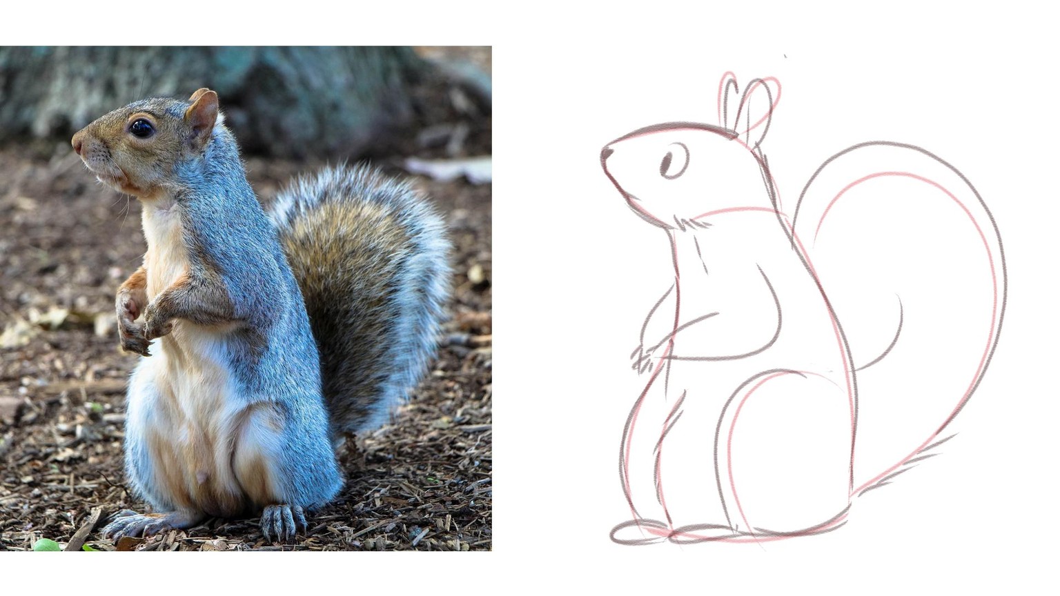 My Cute Little Squirrel! - image 3 - student project