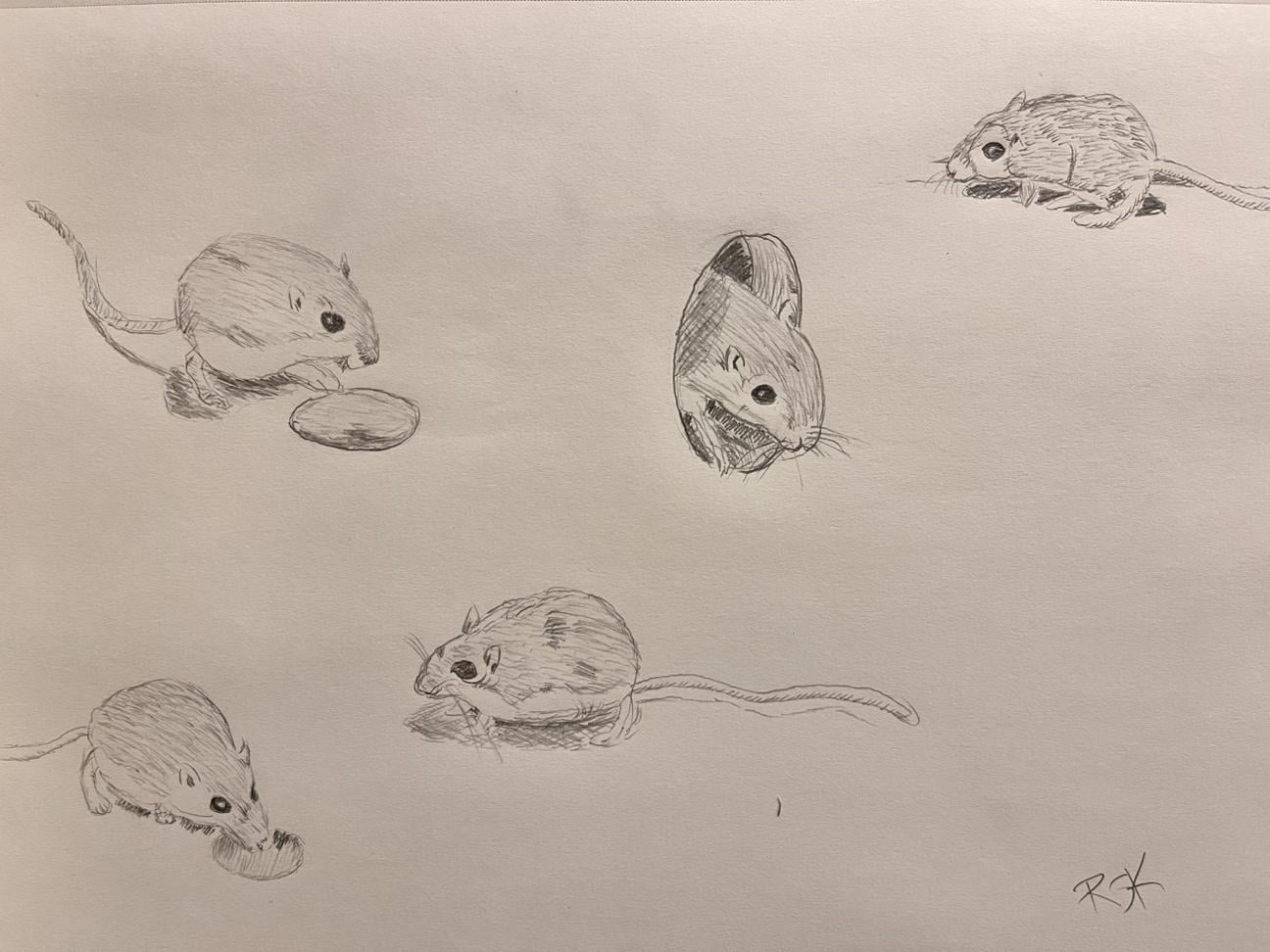 Sketchy Mice - image 1 - student project