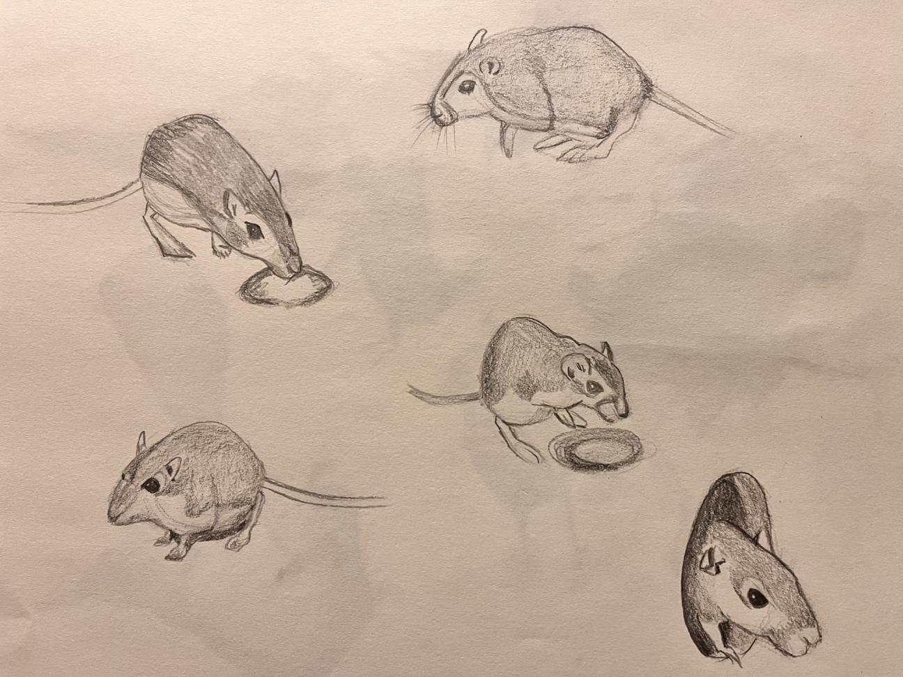 Sketchy Mice - image 2 - student project