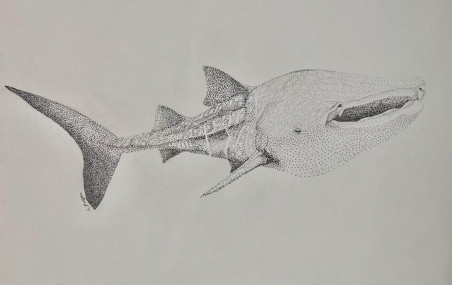 Stippled Whale Shark - image 2 - student project