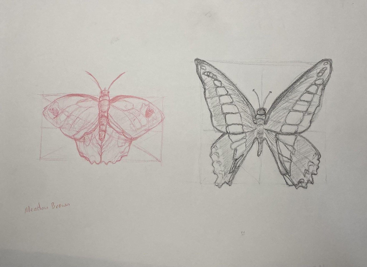 British and South East Asian Specimens - image 2 - student project