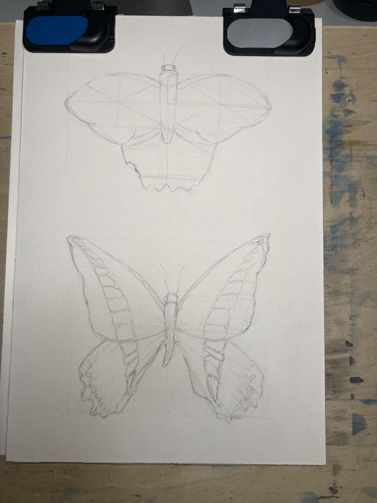 British and South East Asian Specimens - image 3 - student project