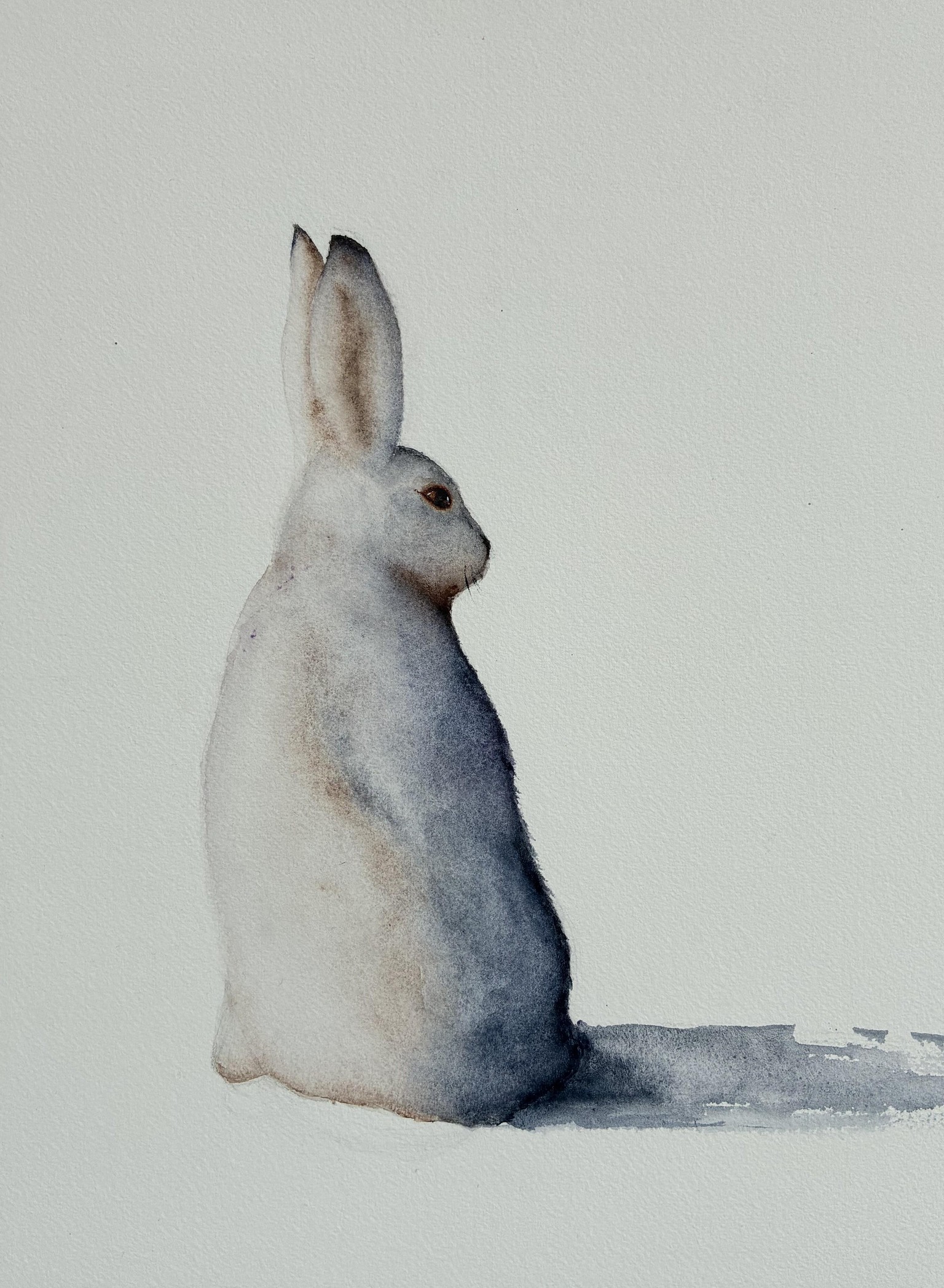 Attempts at Delicate Snow Hare - image 1 - student project