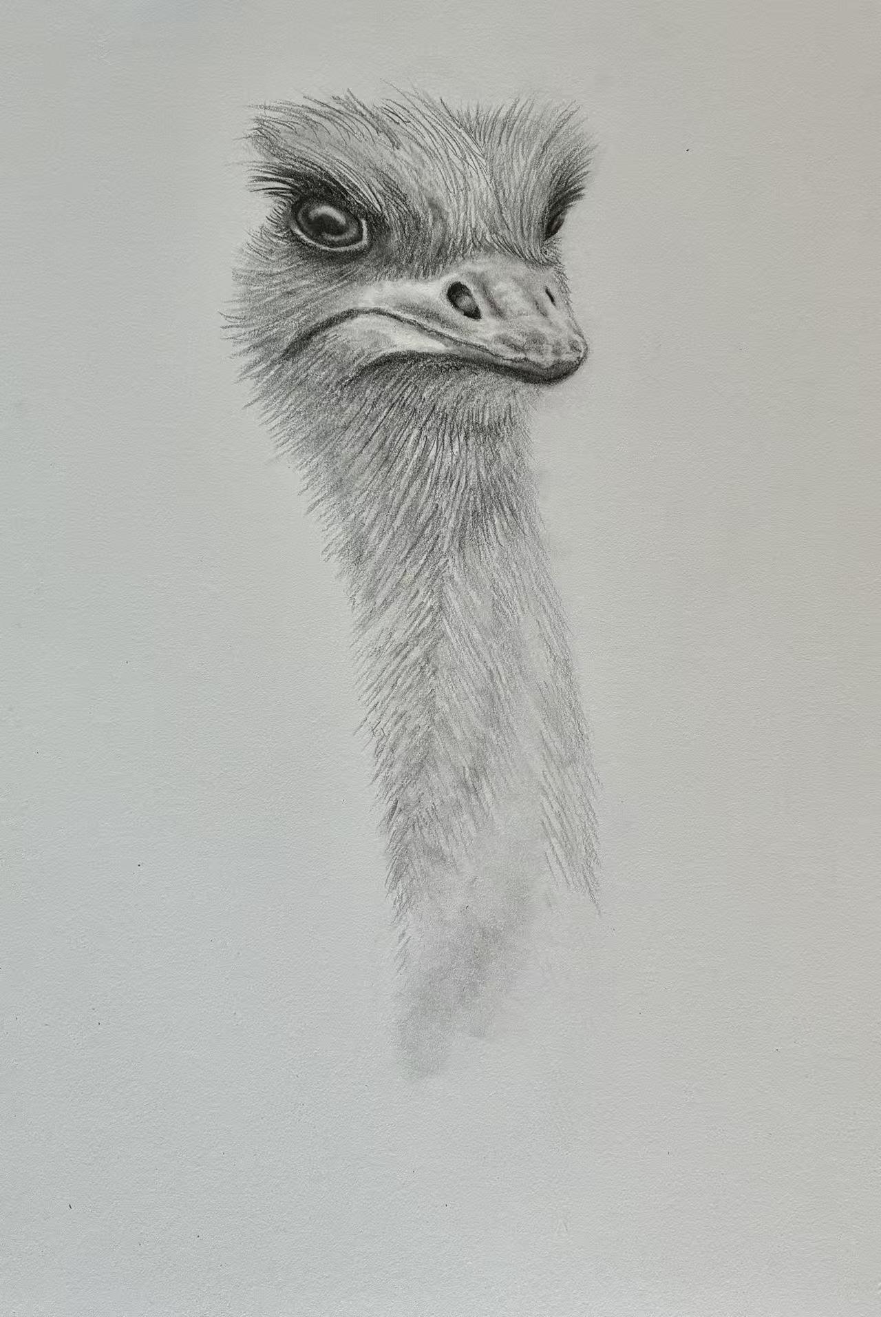 Realistic (and judgmental) Ostrich - image 6 - student project