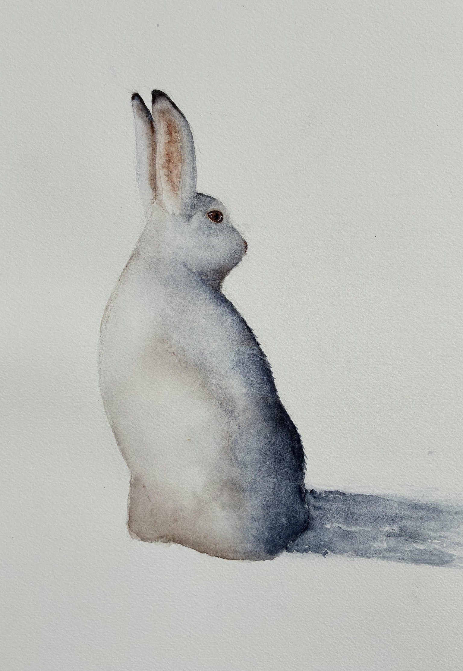 Attempts at Delicate Snow Hare - image 3 - student project