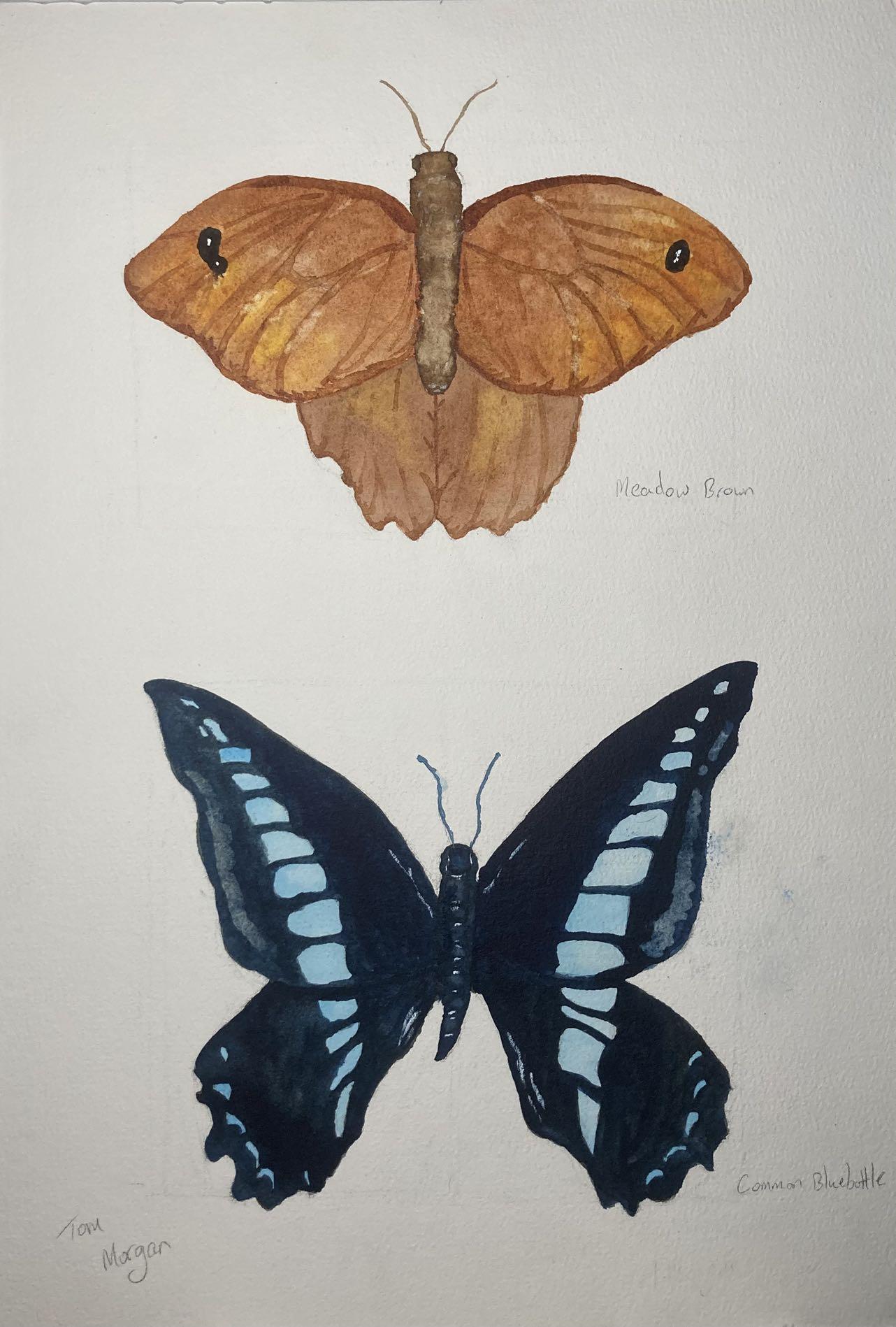 British and South East Asian Specimens - image 1 - student project
