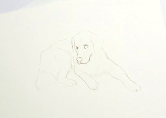 Dog Illustration - Balú - image 2 - student project