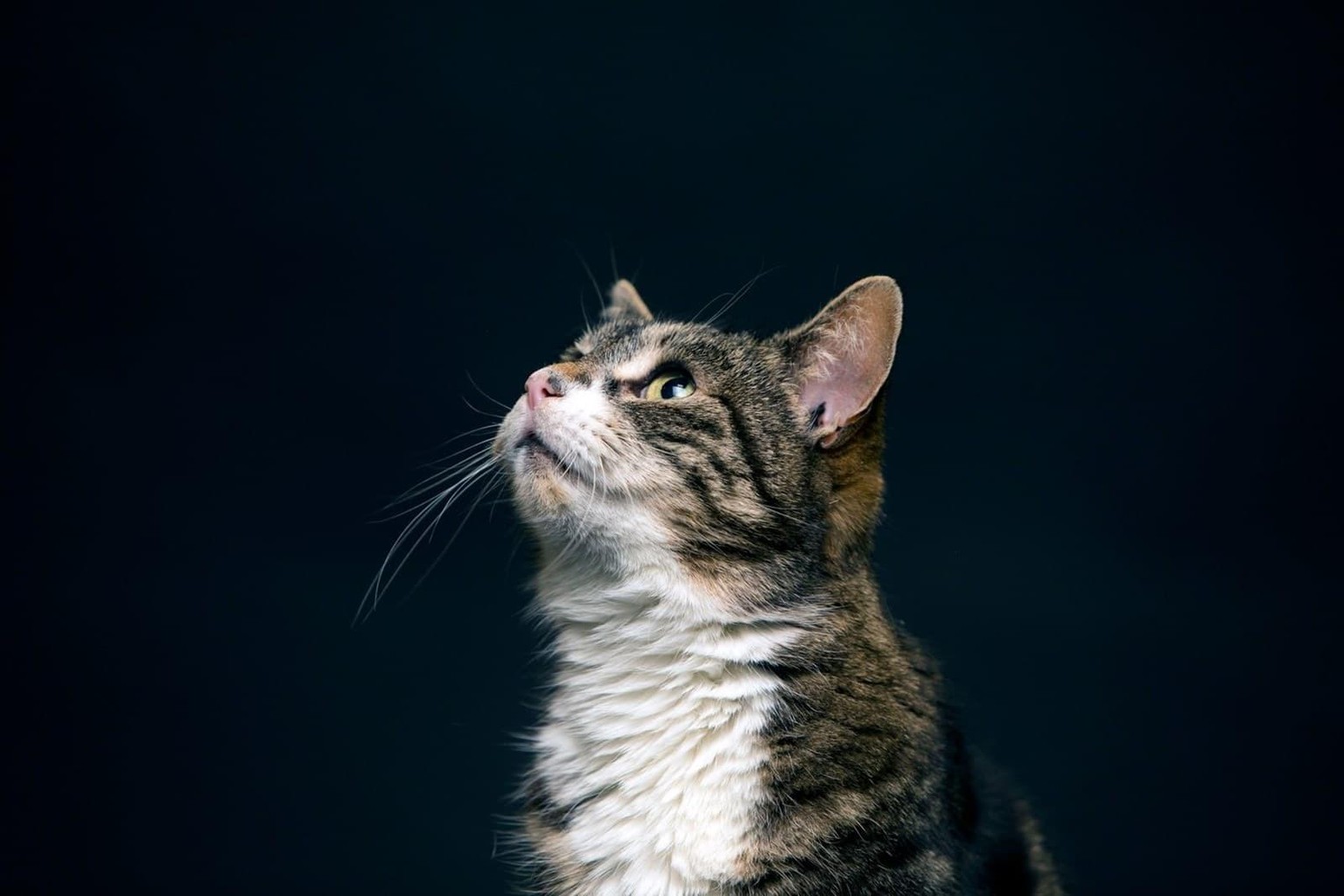 Cat - image 2 - student project
