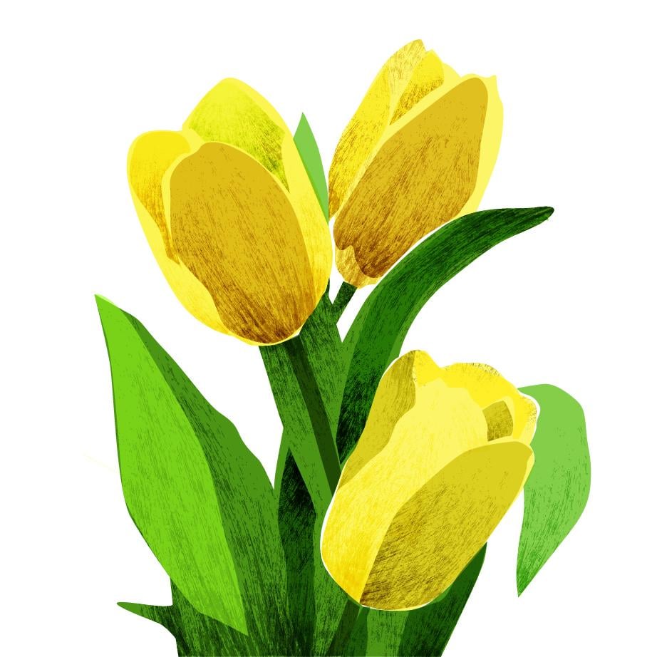 tulips - image 1 - student project