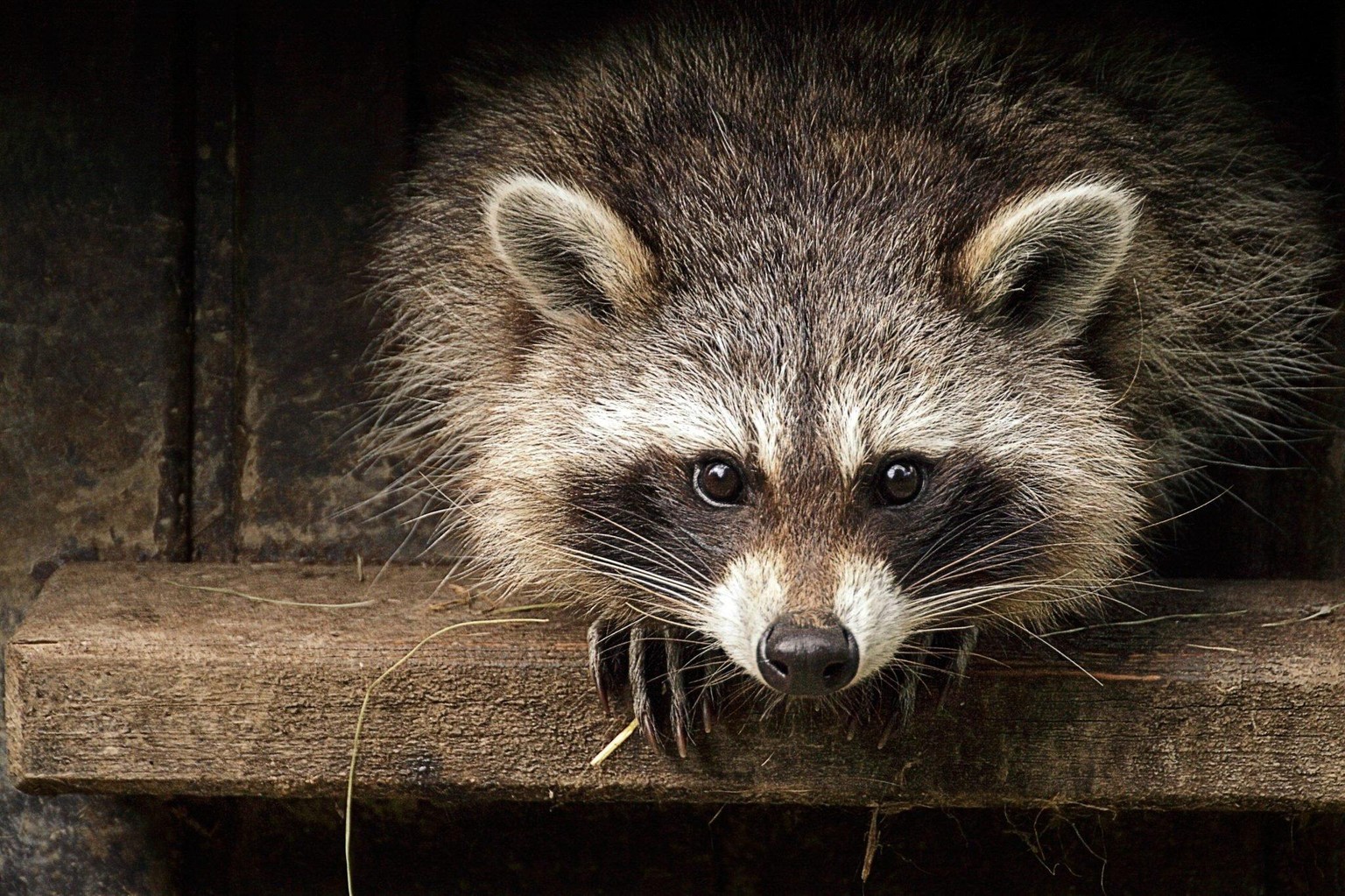 racoon - image 1 - student project