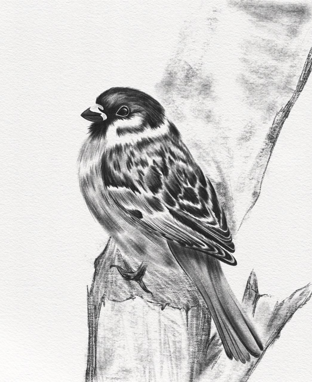 sparrow - image 1 - student project
