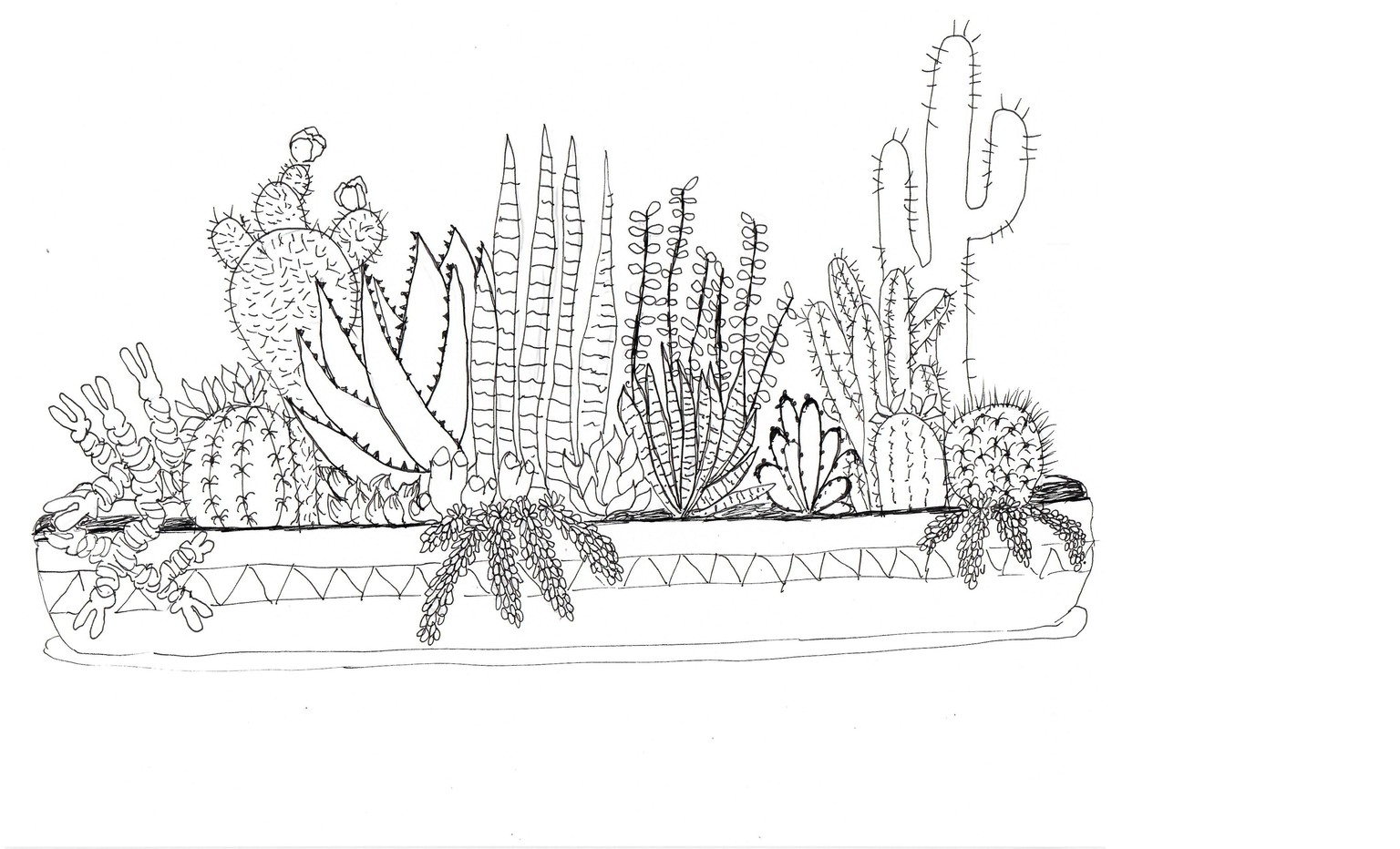 Practice Practice Practice Cactus cactus cactus. - image 10 - student project