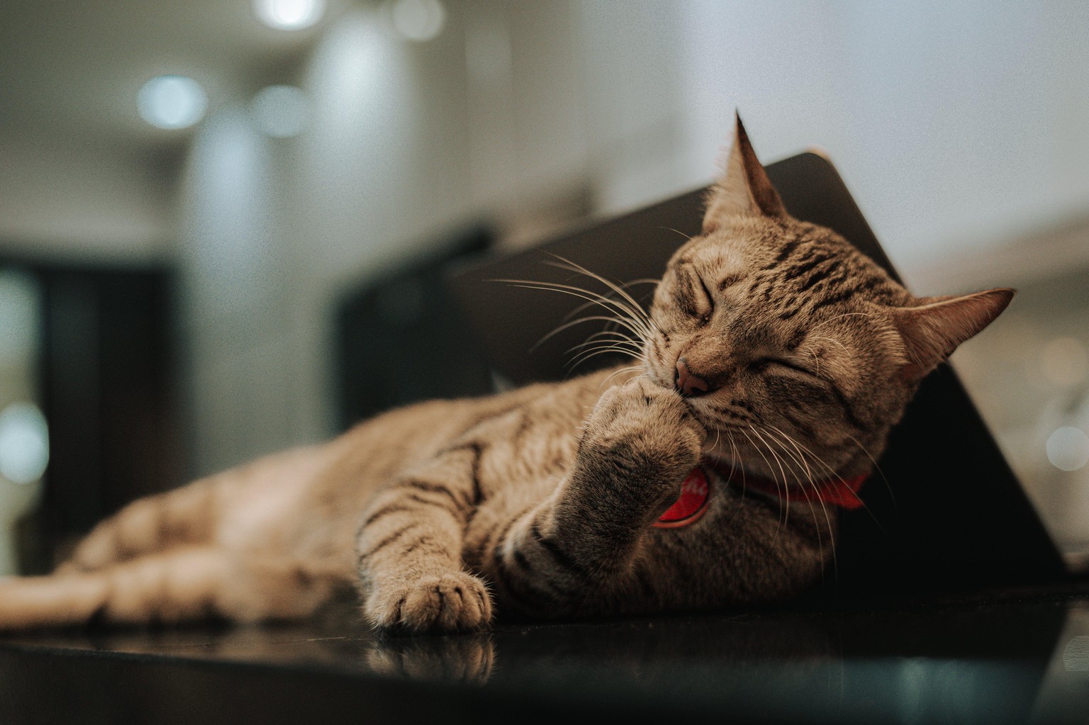 Tabby Cat - Before & After - image 1 - student project