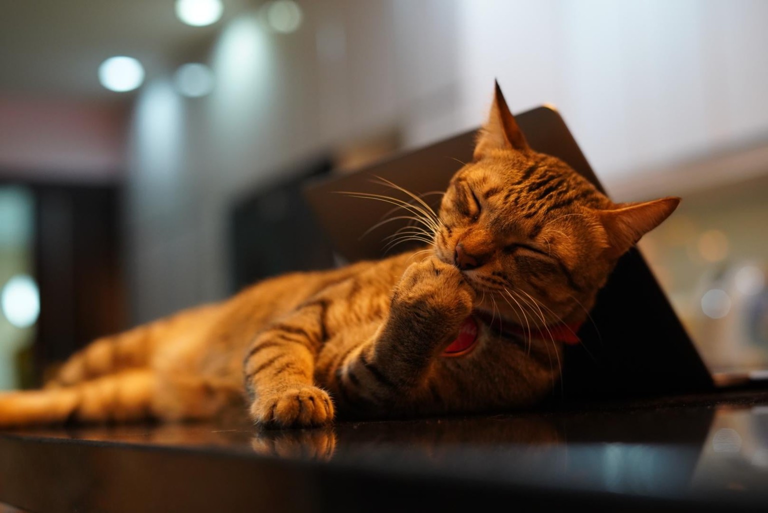 Tabby Cat - Before & After - image 2 - student project
