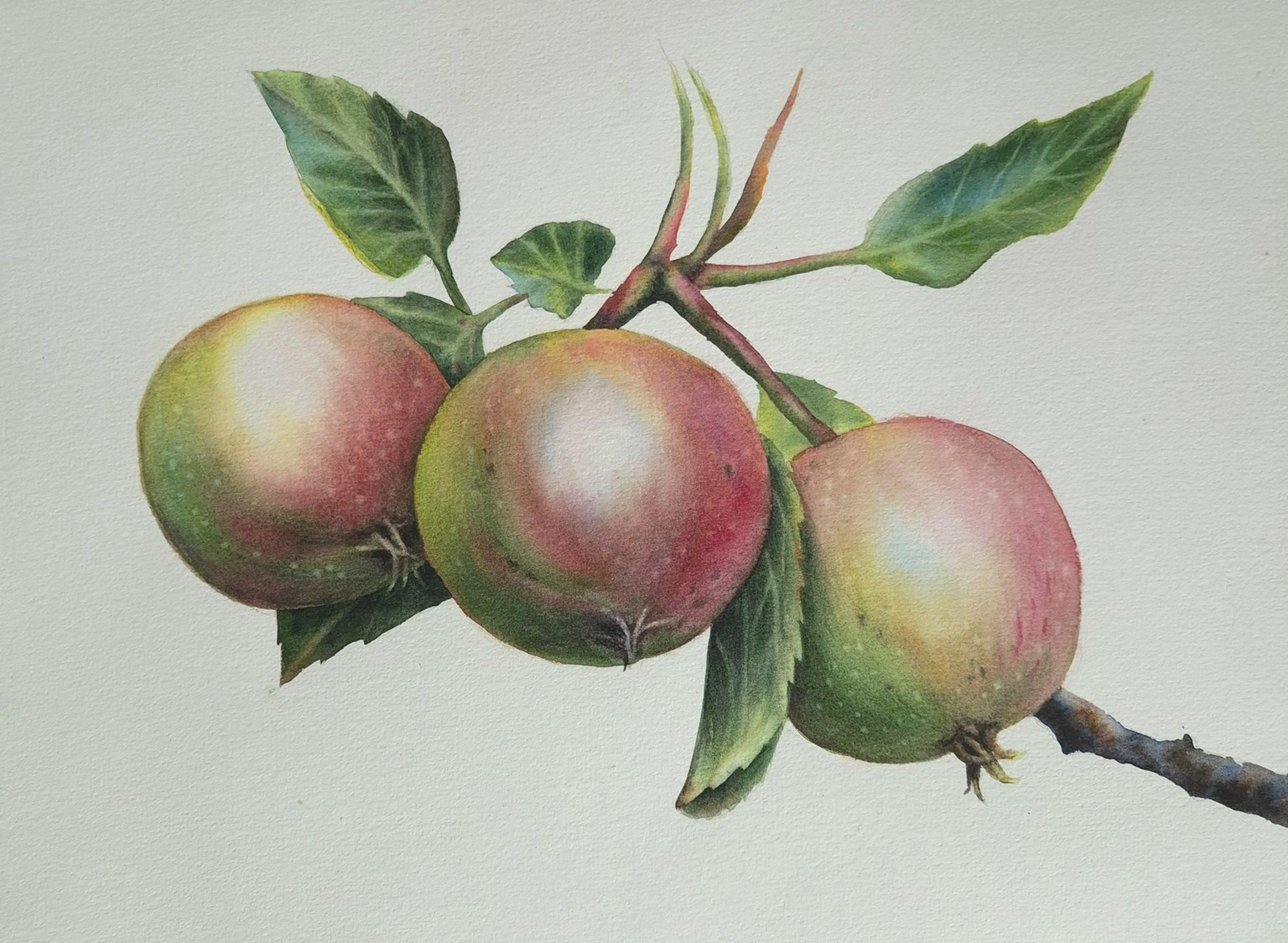 Watercolor apples - image 1 - student project