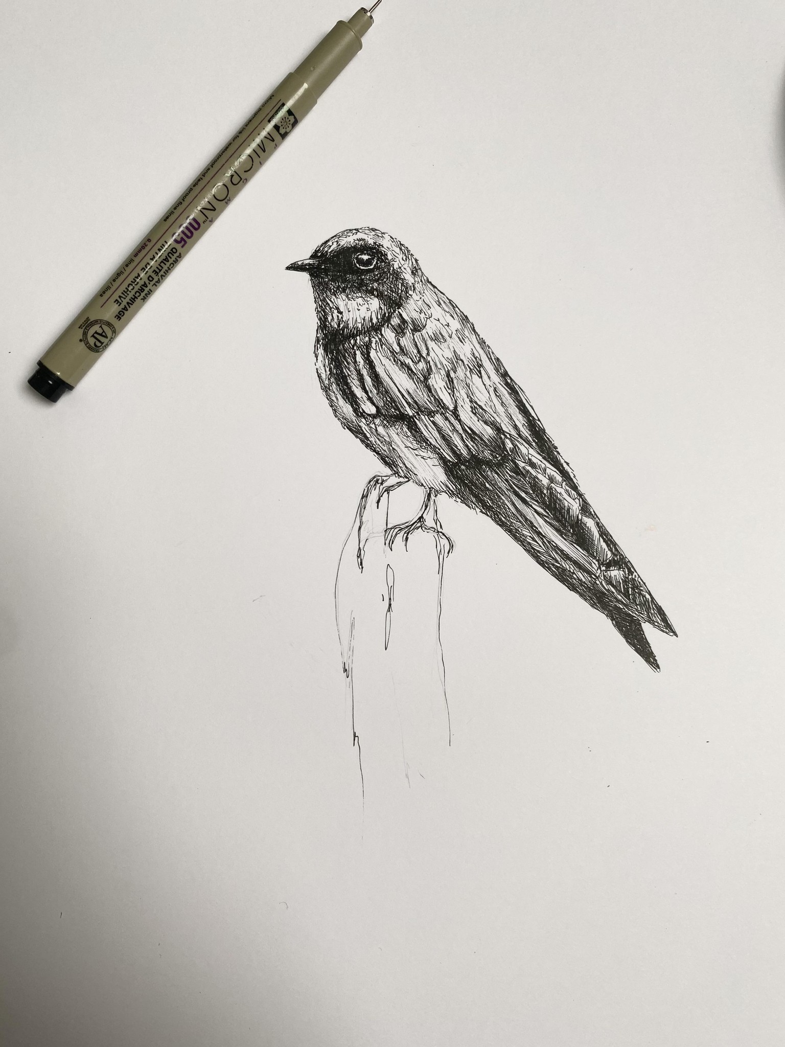 scrub jay study - image 1 - student project