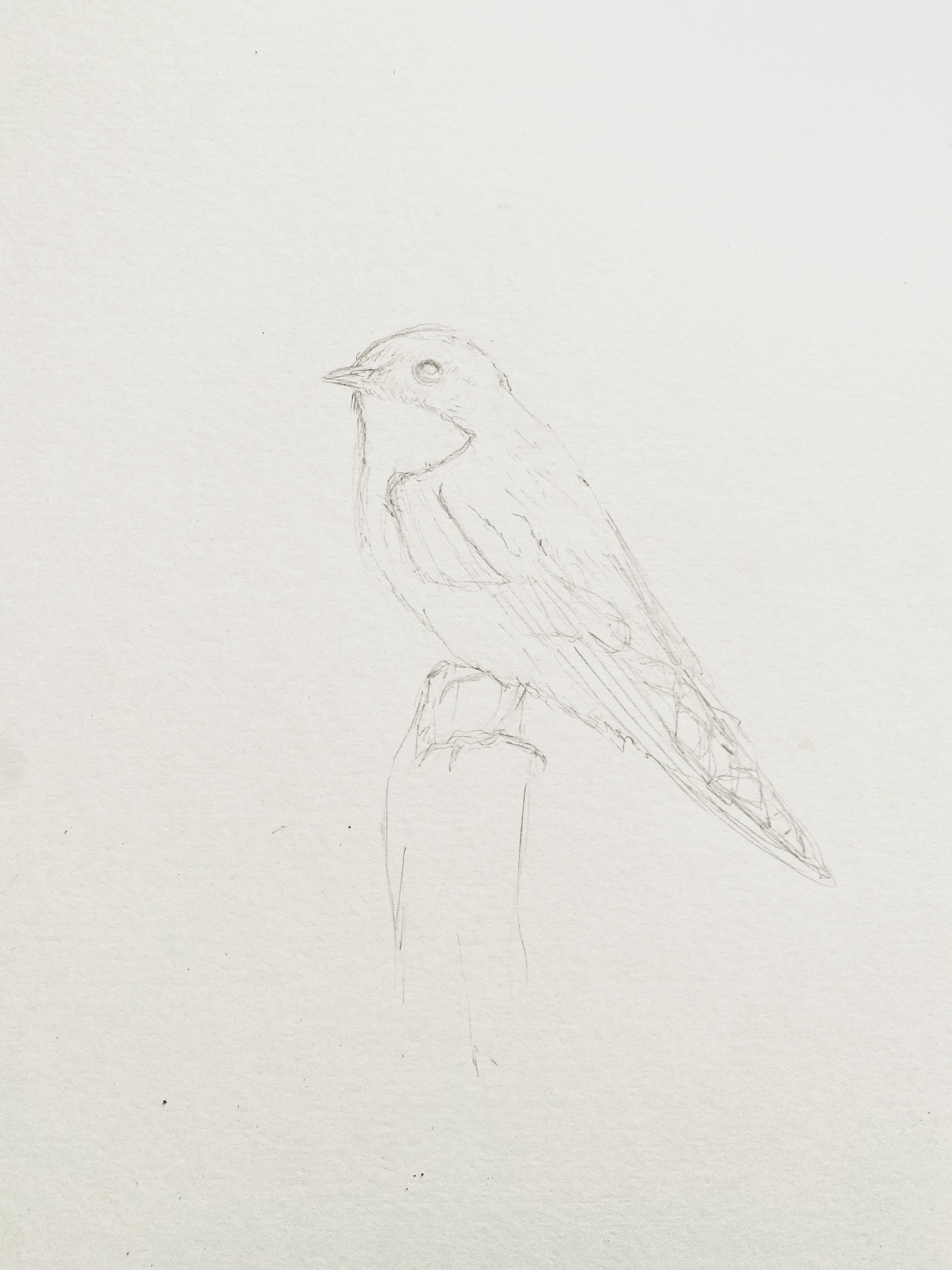 scrub jay study - image 2 - student project