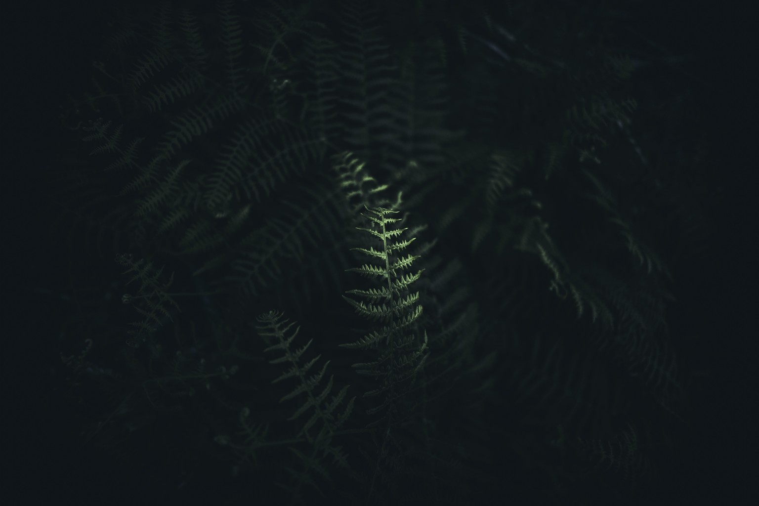 Hike Path - image 4 - student project