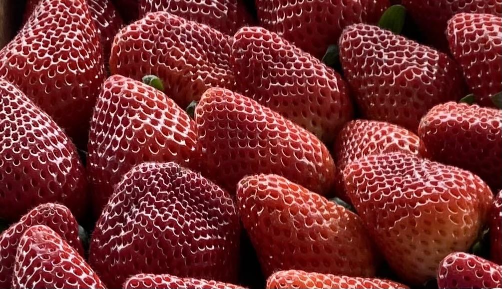 Strawberry Gelato - image 2 - student project