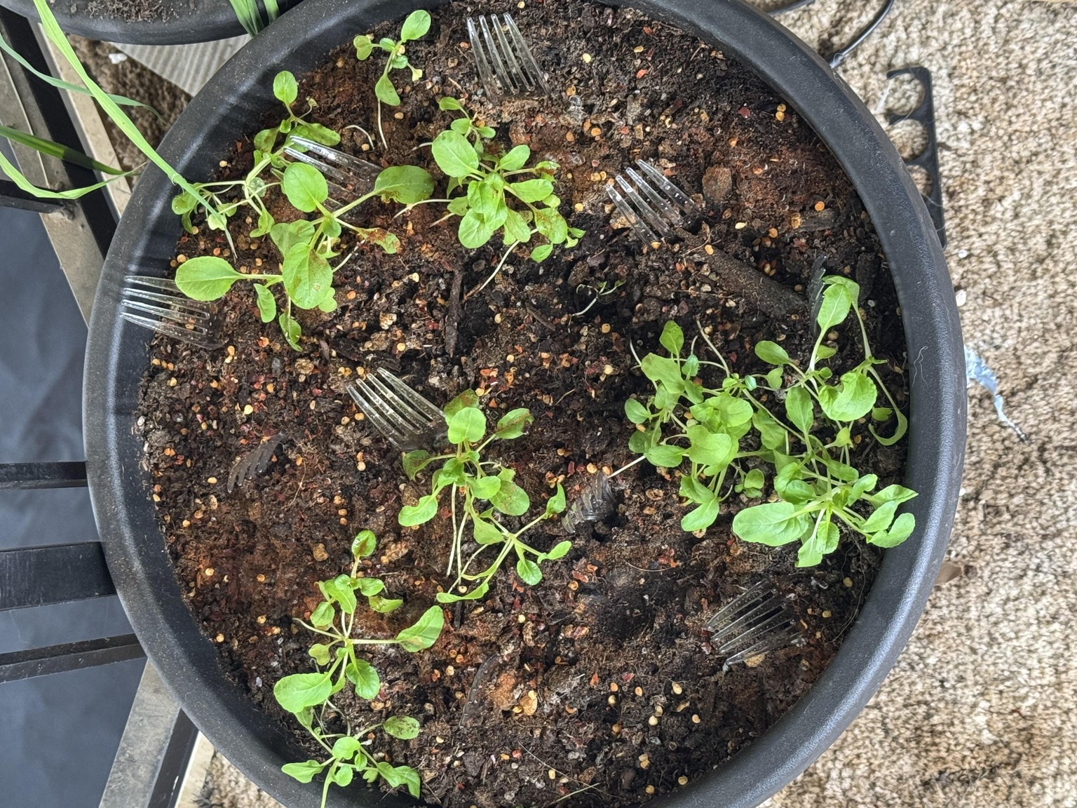 Indoor Garden - image 2 - student project