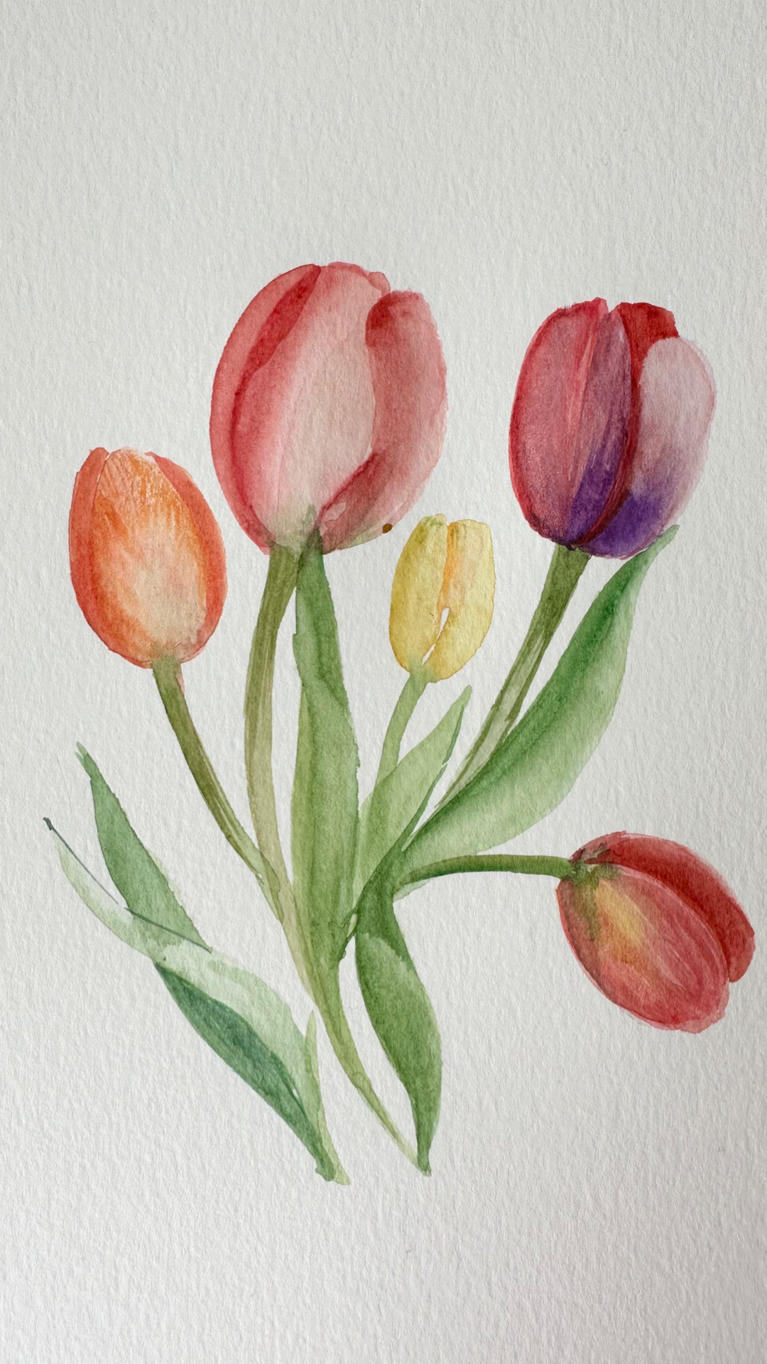My Tulips :) - image 1 - student project