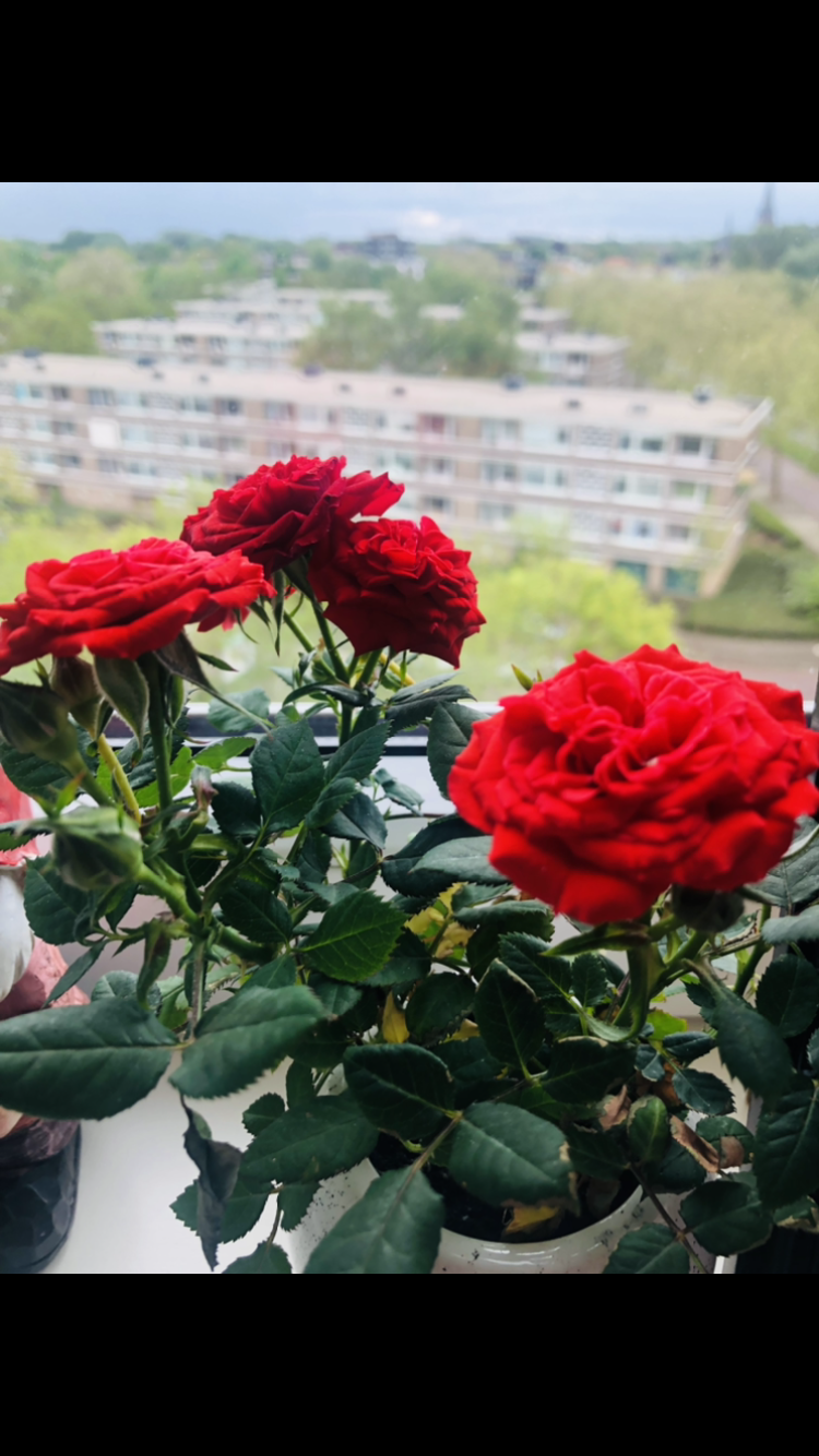 Sharing my plants :) - image 7 - student project