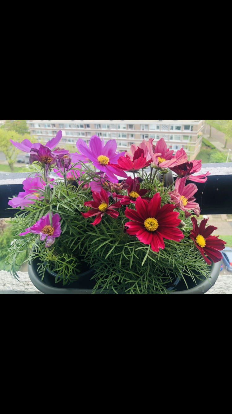 Sharing my plants :) - image 9 - student project