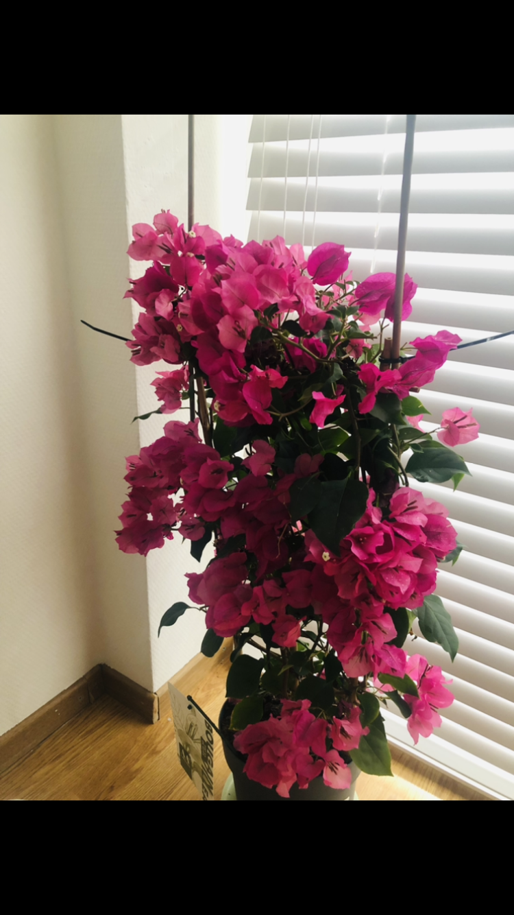 Sharing my plants :) - image 2 - student project