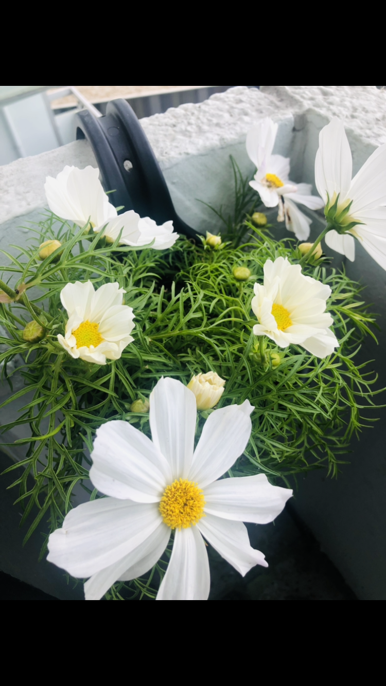 Sharing my plants :) - image 10 - student project
