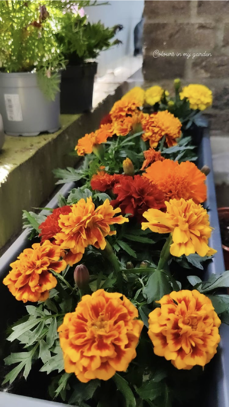 Sharing my plants :) - image 6 - student project