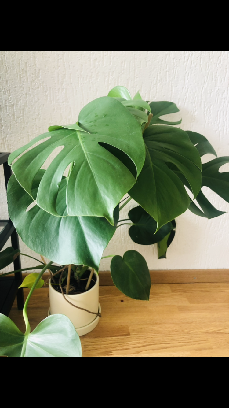 Sharing my plants :) - image 8 - student project