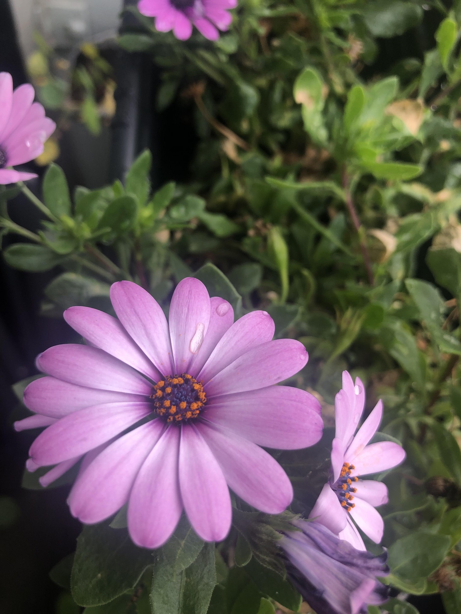 Sharing my plants :) - image 4 - student project