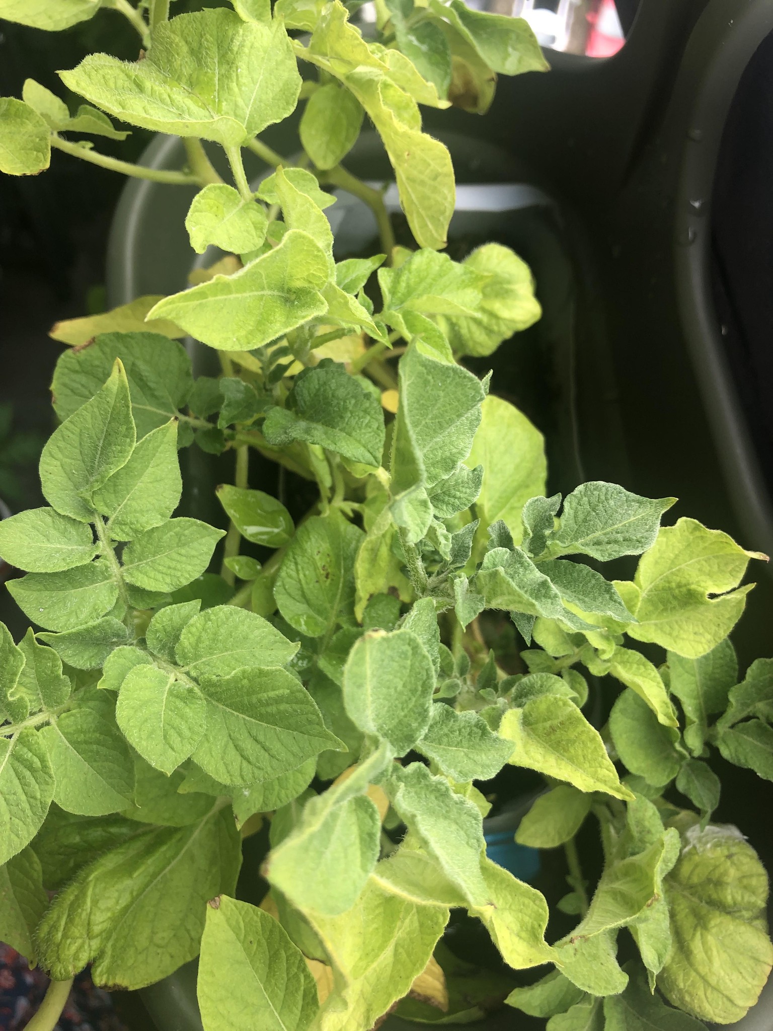 Sharing my plants :) - image 3 - student project