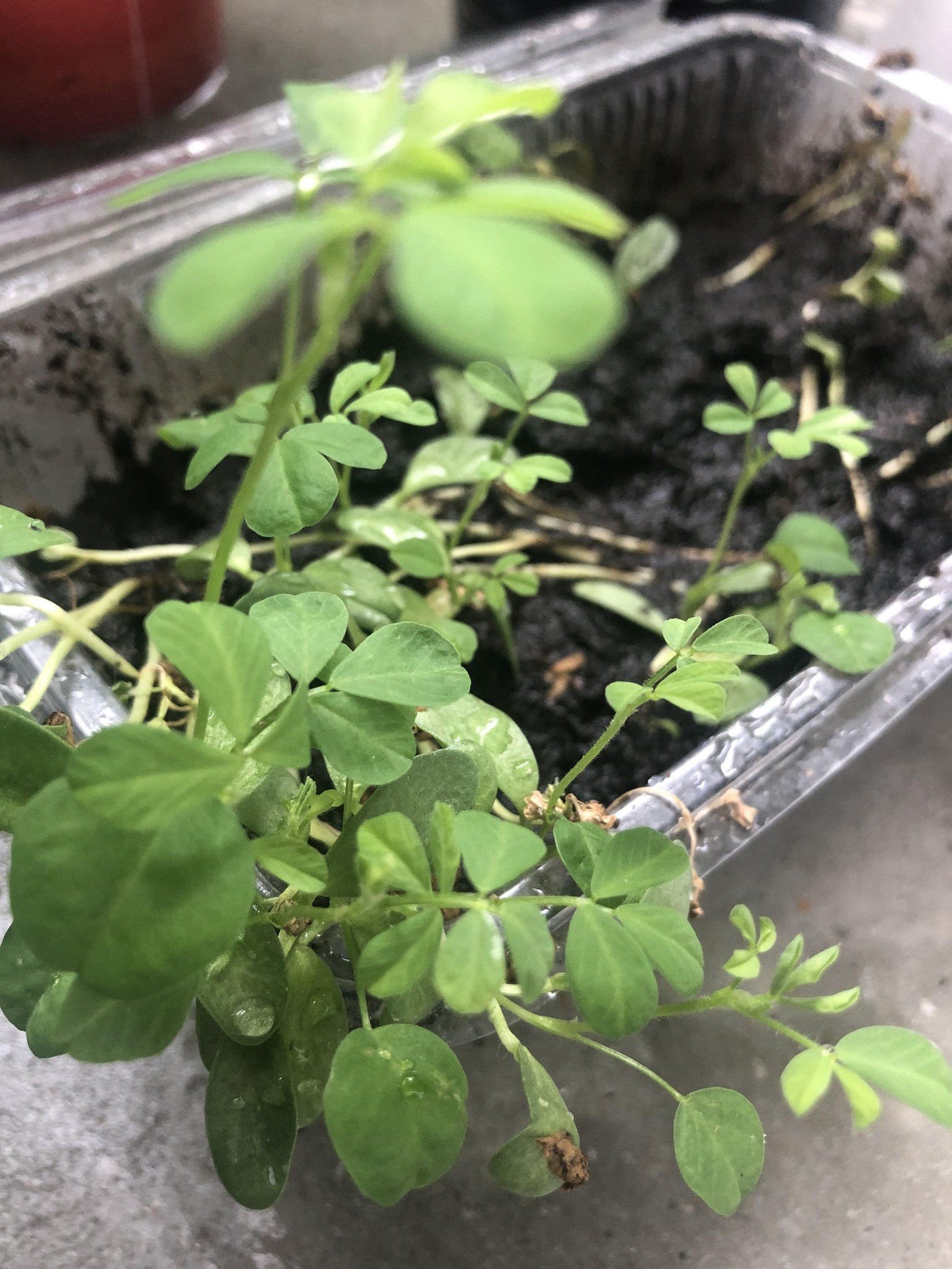 Sharing my plants :) - image 5 - student project