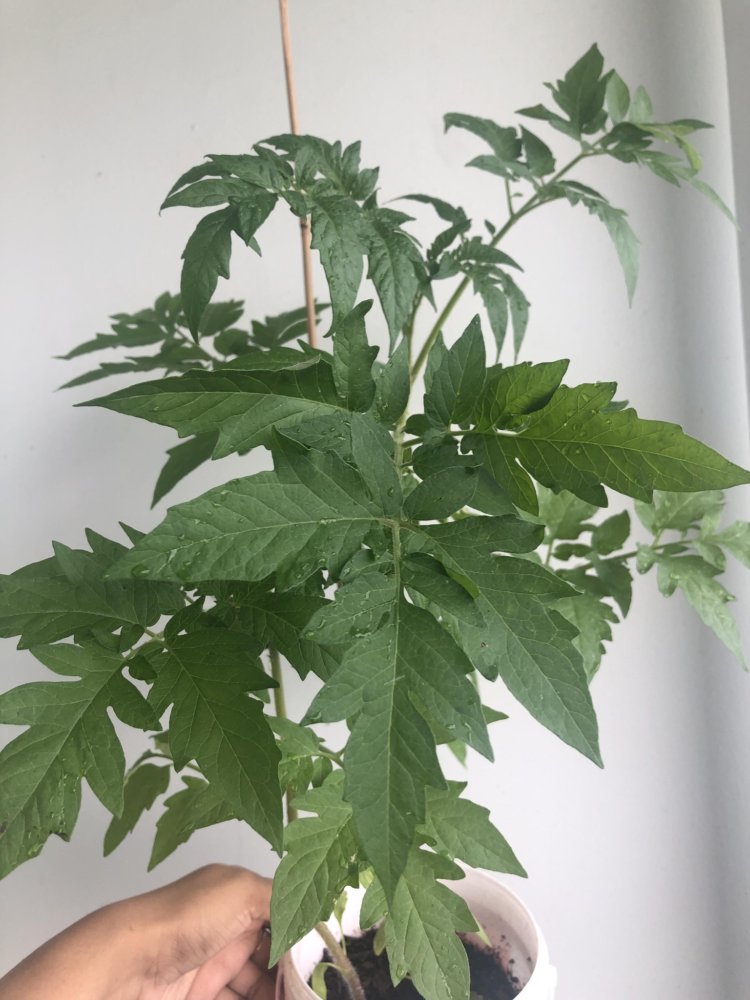 Sharing my plants :) - image 1 - student project