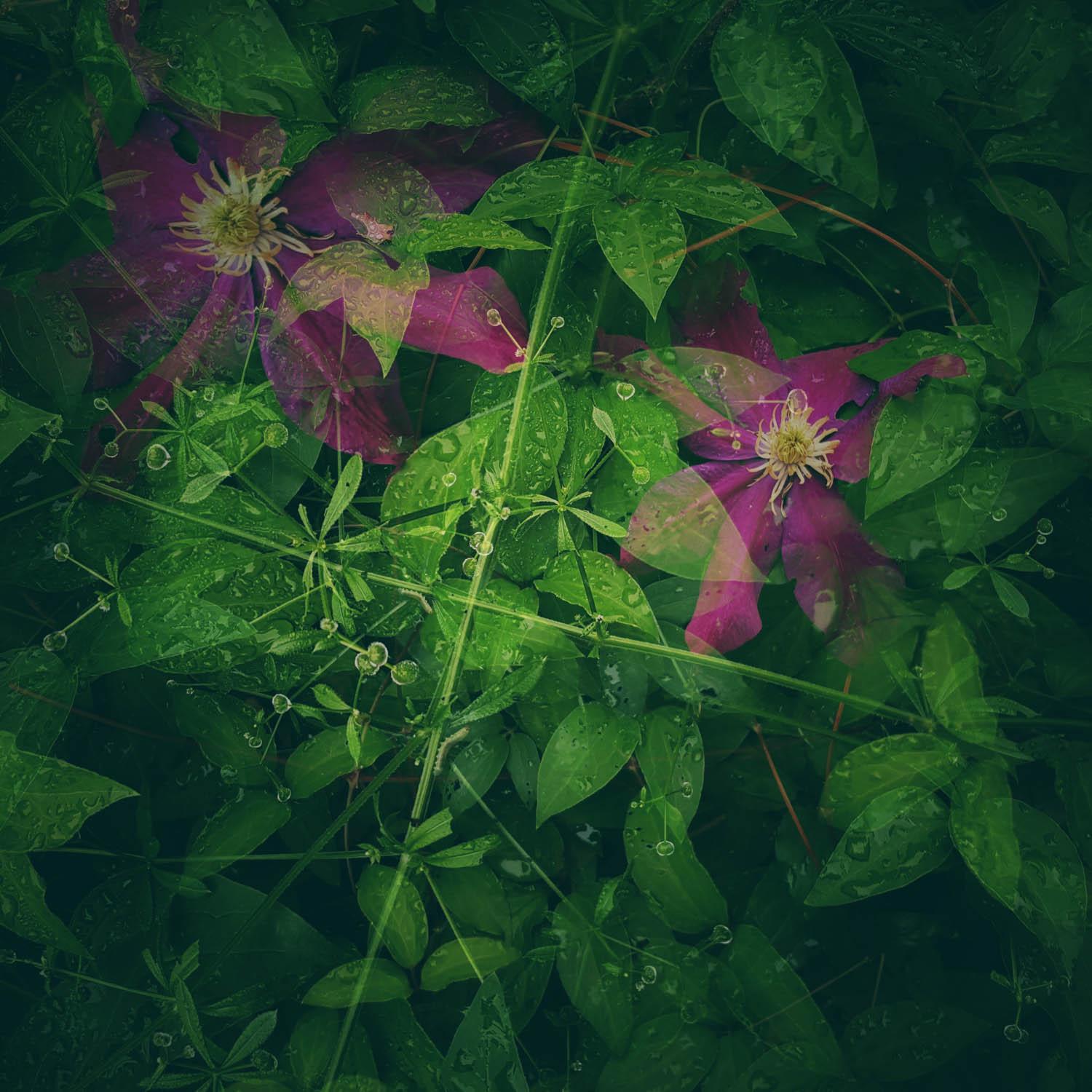 Aloha From My Backyard - image 3 - student project