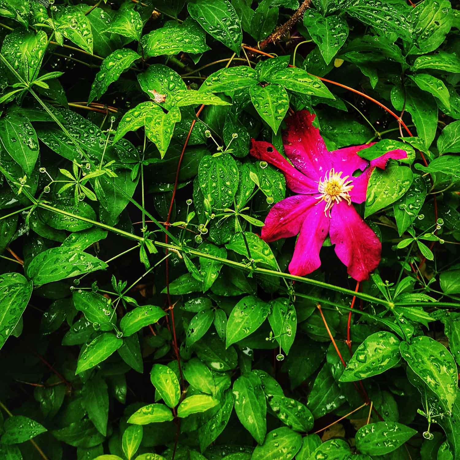 Aloha From My Backyard - image 1 - student project