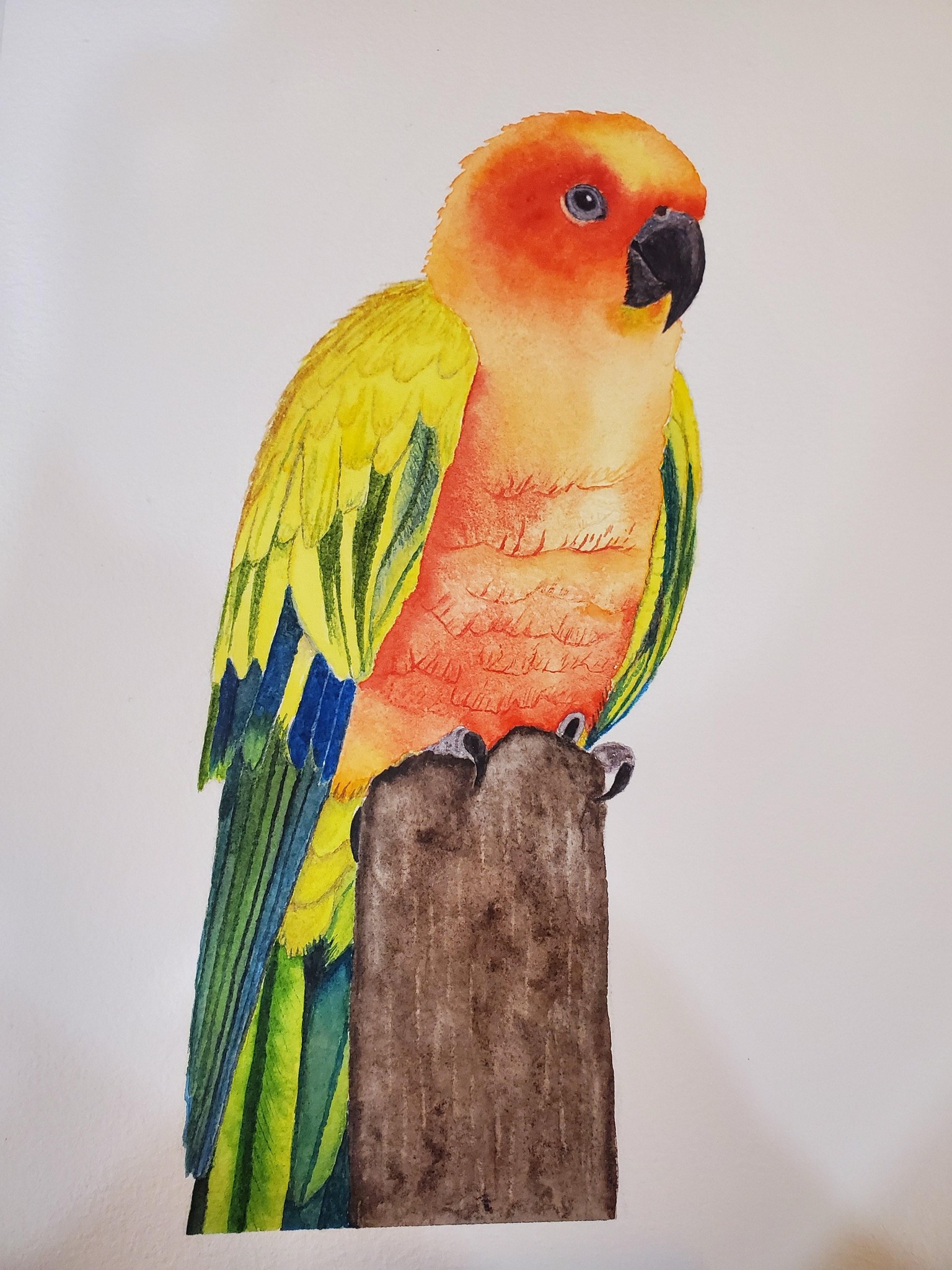 Sun Conure - image 1 - student project