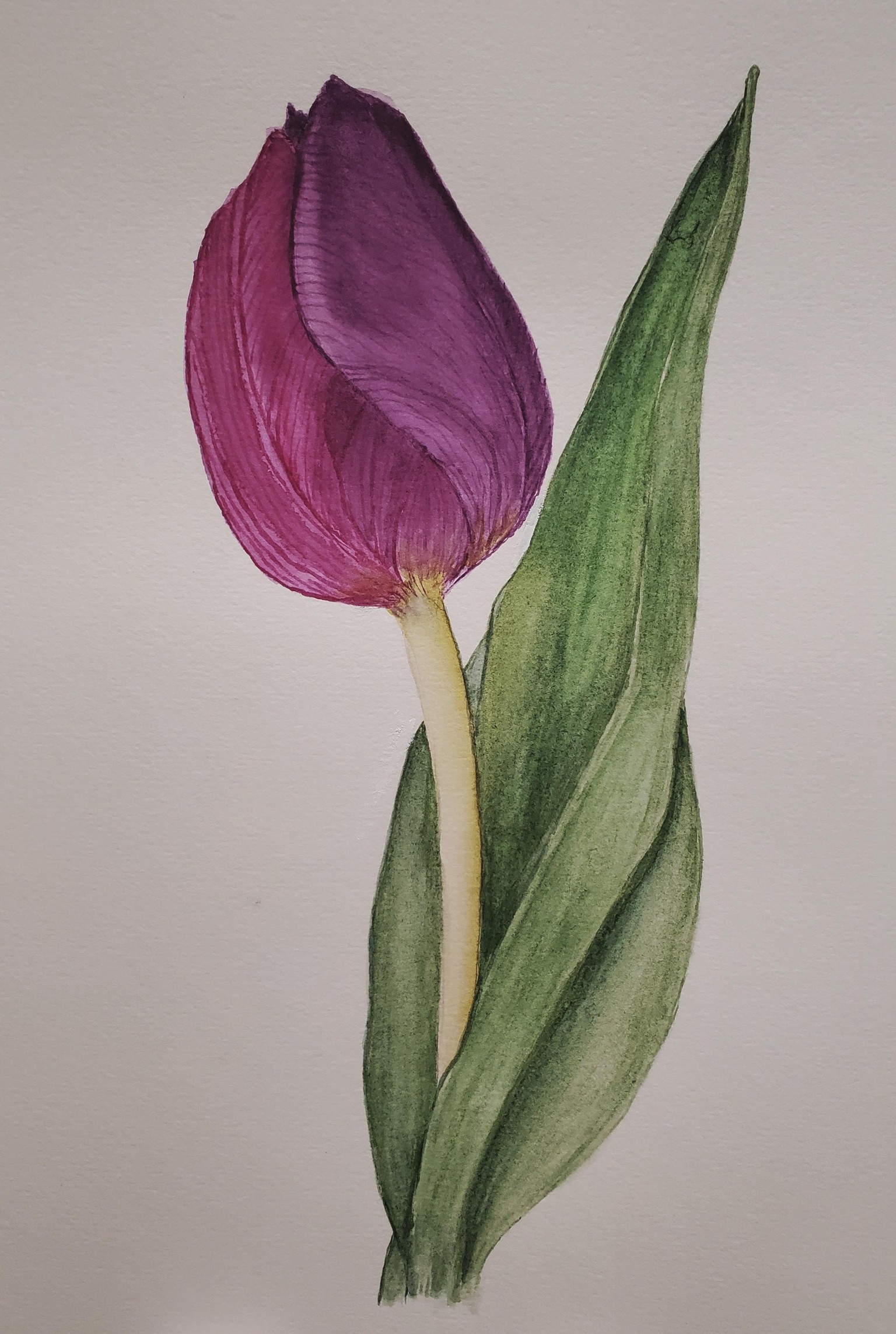 Tulip - image 1 - student project