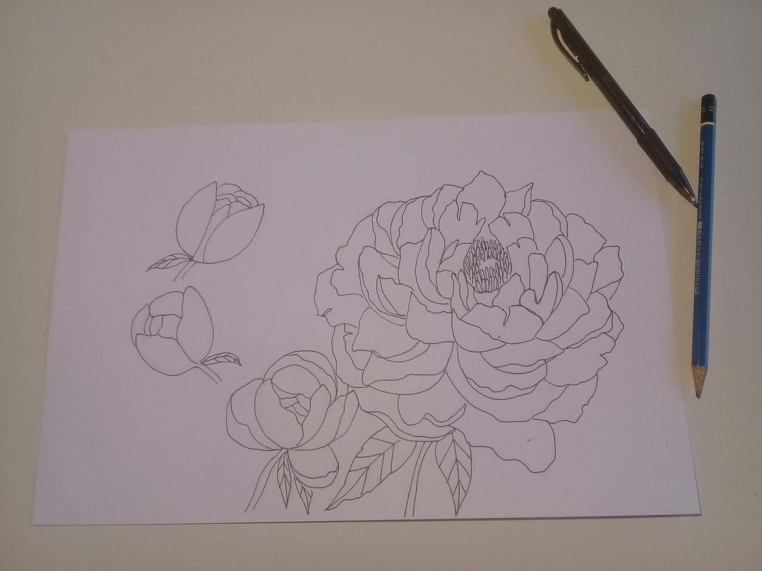My pretty peonies - image 1 - student project