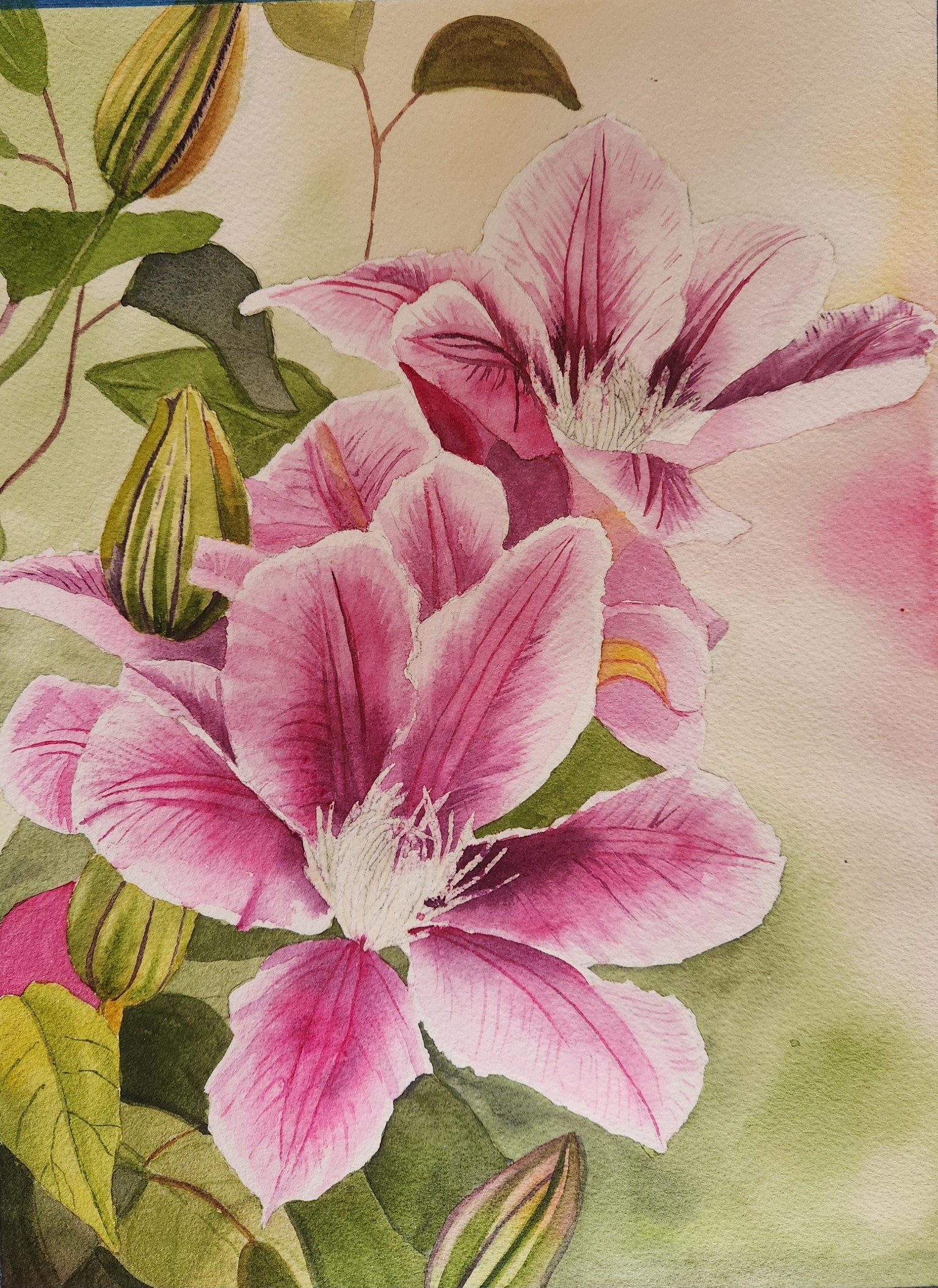 Beautiful Clematis w Krzysztof - image 1 - student project