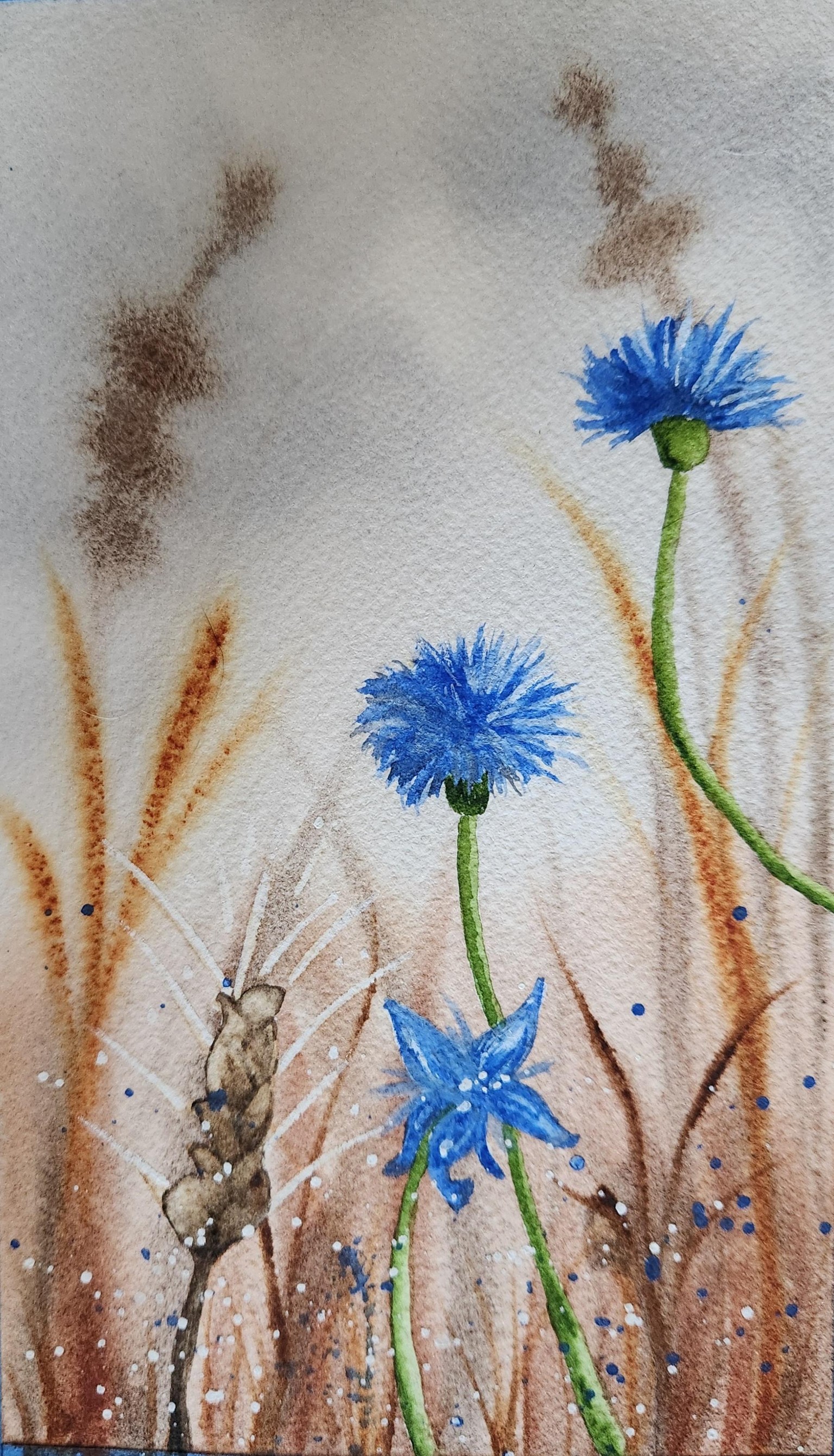 Cornflowers - image 1 - student project