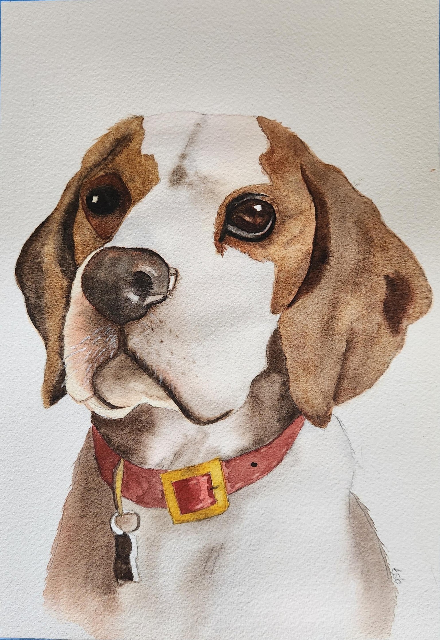 Opie, the beagle - image 1 - student project
