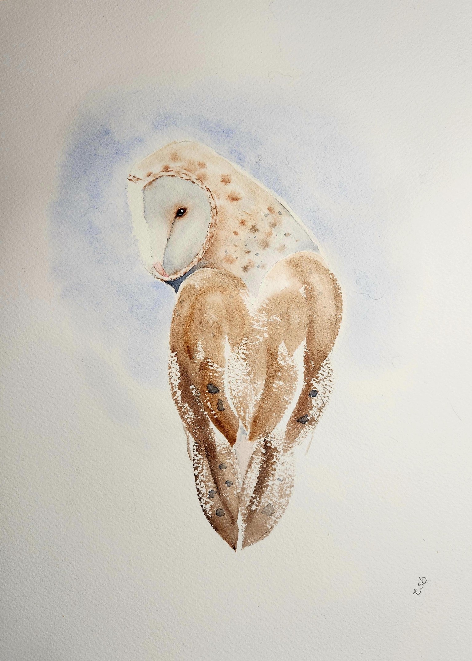 Odin, the barn owl - image 1 - student project