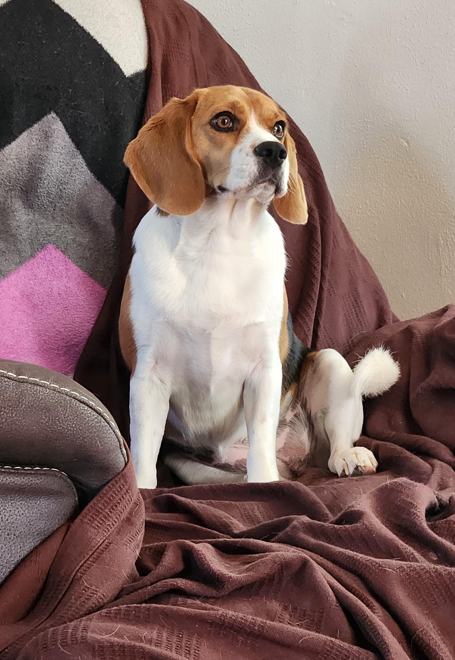 Opie, the beagle - image 2 - student project