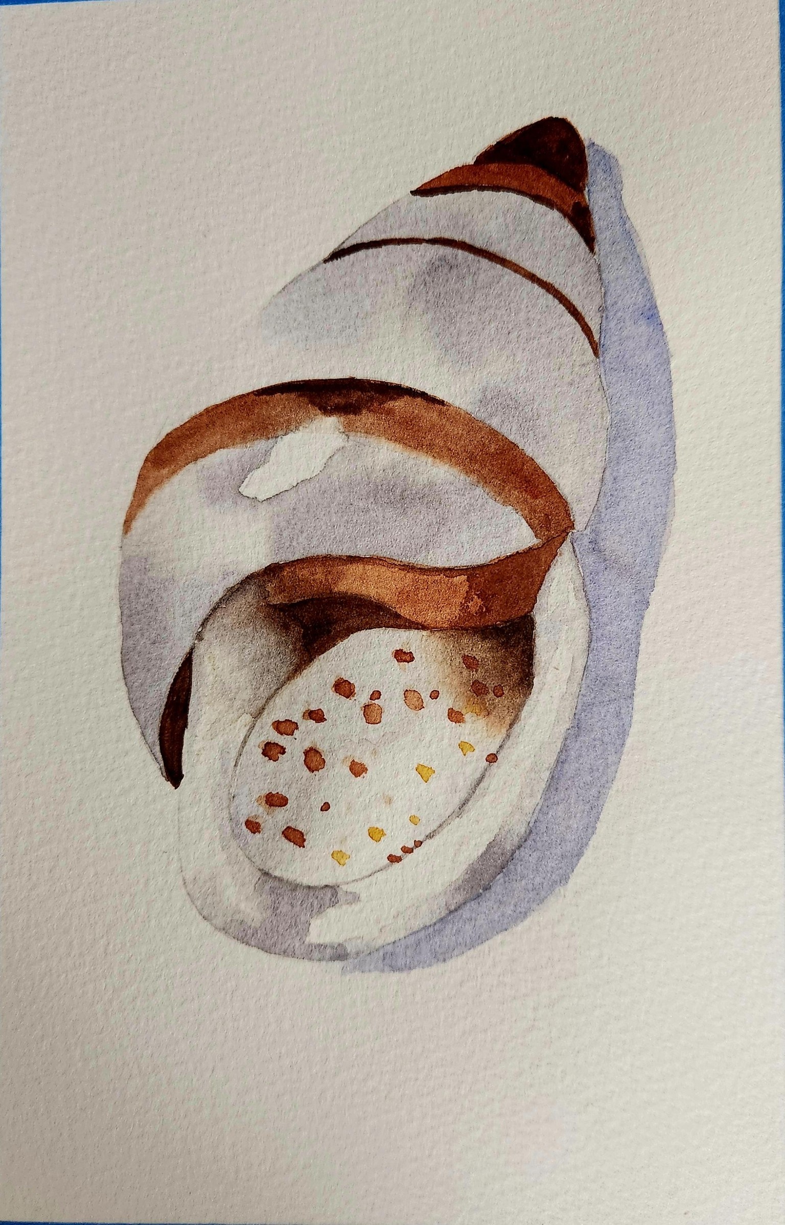 Sea shells - image 1 - student project