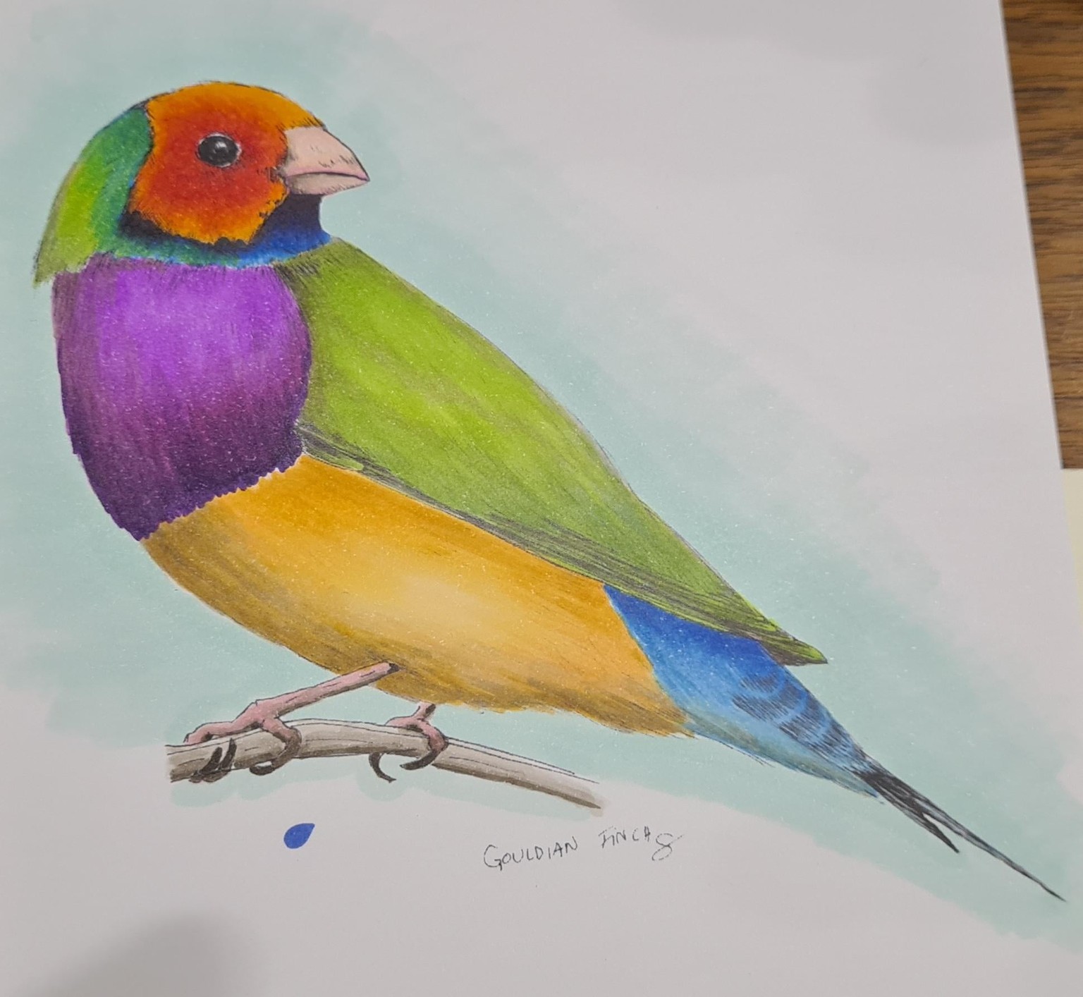 Gouldian Finch and Snowy owl - image 2 - student project